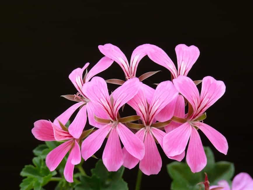 pelargonium bloom flower floral 53347 » Sofatesten