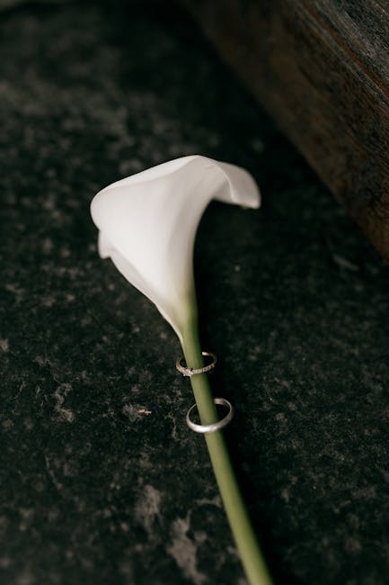 pexels photo 34033443 &raquo; Sofatesten